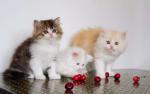 Персидские котята британский перс 1.5 месяца (доставка по регионам)