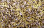 Пчеломатки (Бджоломатки, матки, карпатка) карпатской породы