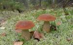 Маточный живой мицелий грибов
