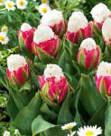 Тюльпаны Florium- луковицы с доставкой из Голландии