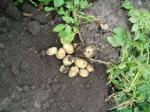 Продам семенной картофель на посадку Ривьера, Тирас, Агата, Лабелла,