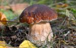 Мицелий белого гриба для посева осенью в саду, на огороде, на участках