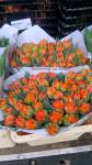 Продаю оптом срезанные цветы тюльпанов с Нидерландов.