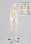 Скелет людской анатомическая модель человека макет черепа в наличии