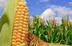 Семена кукурузы гибрид
