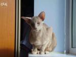 Лиловая кошка ориентальной породы