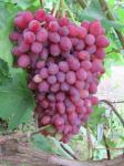 Саженцы и черенки (лоза) виноград более 100 сортов!