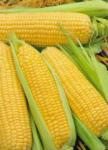 Продаю сортовую кукурузу Айова Свит