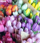 Цветы оптом, оптовая продажа тюльпанов к 8 марта