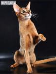 Питомник абиссинских кошек ROYAL JOY предлагает