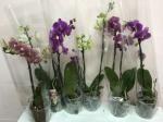 Орхидеи фаленопсис опт 130 грн
